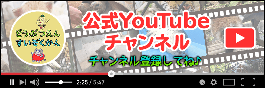 みんなのダーウィン！どうぶつえん すいぞくかん　公式YouTubeチャンネル