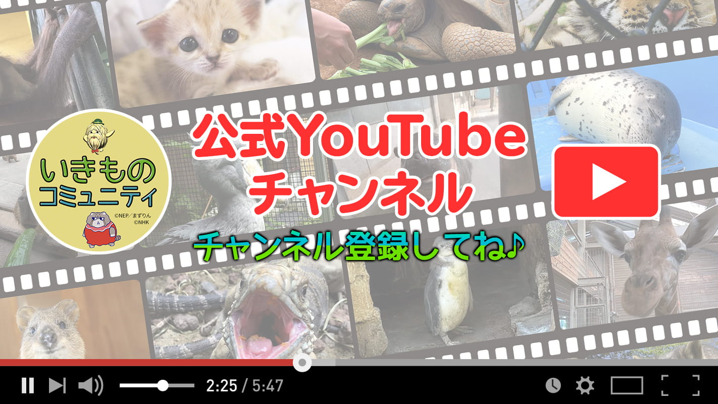 みんなのダーウィン！いきものコミュニティ