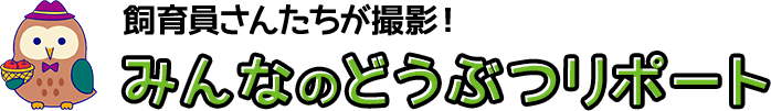 器用でパワフル 日本一ちっちゃいネズミ カヤネズミ みんなのダーウィン どうぶつえん すいぞくかん