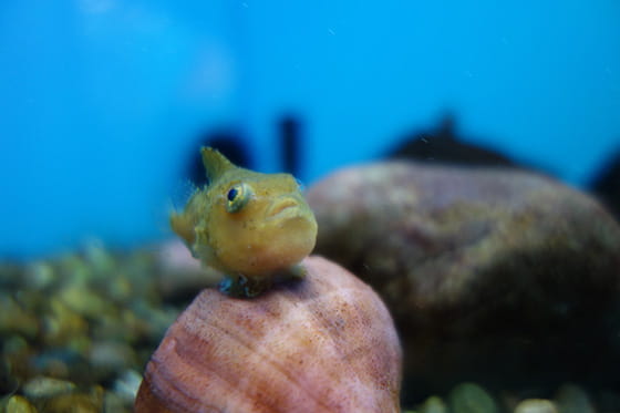 ダンゴウオの実写画像