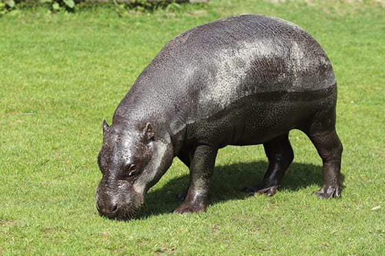 コビトカバの実写画像