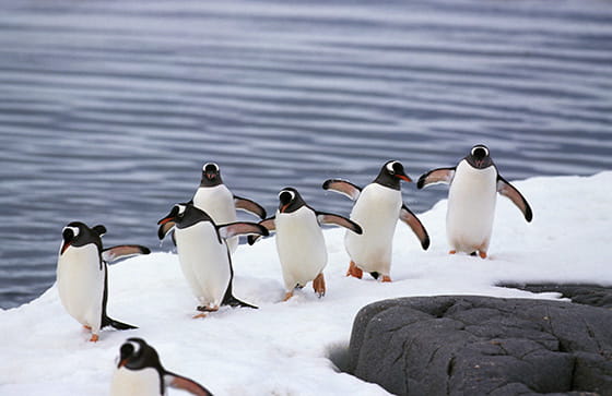 ジェンツーペンギンの実写画像