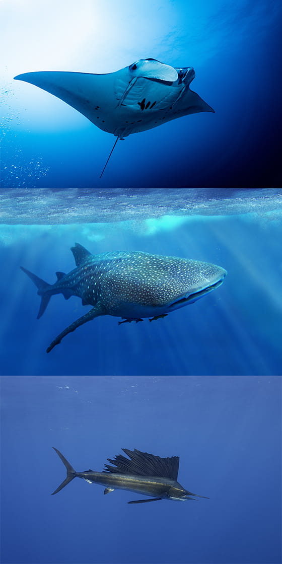 マンタ、ジンベエザメ、<br>バショウカジキの実写画像