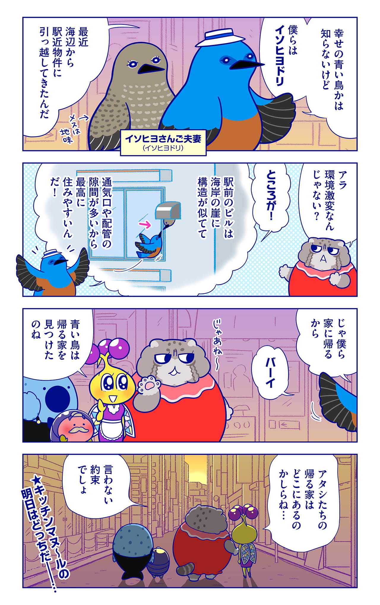 イソヒヨさんご夫妻についての漫画2枚目
