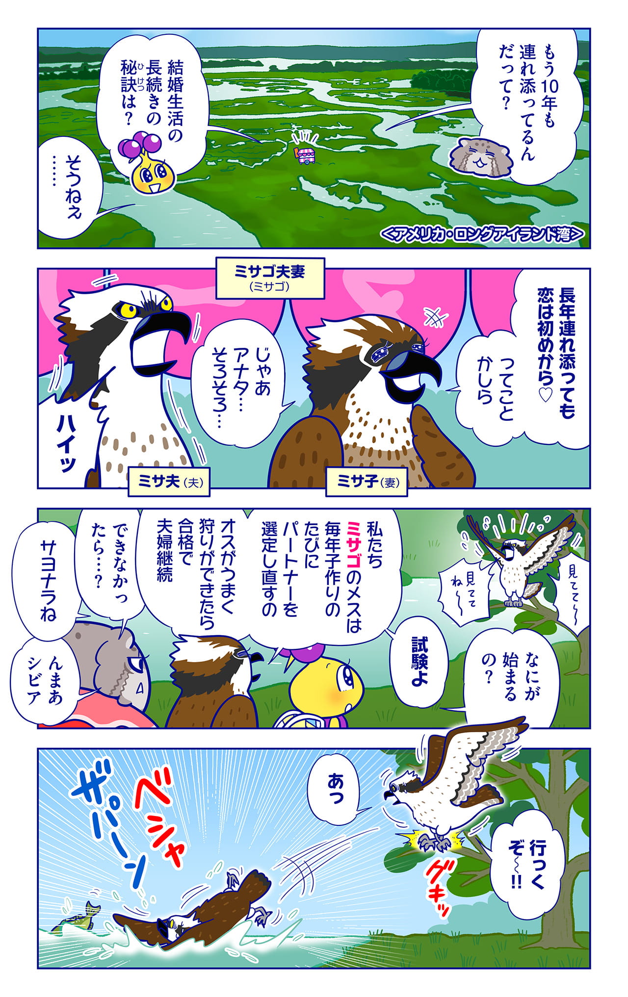 ミサゴ夫妻についての漫画1枚目
