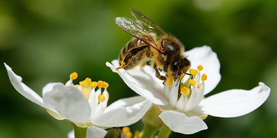 ミツバチの実写画像