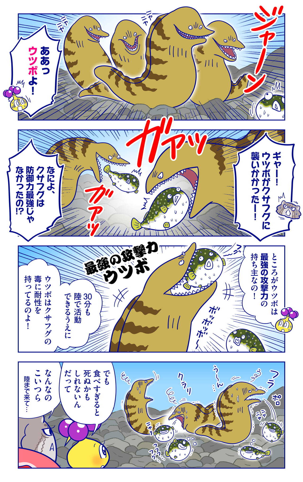 クサフグ VS ウツボについての漫画2枚目