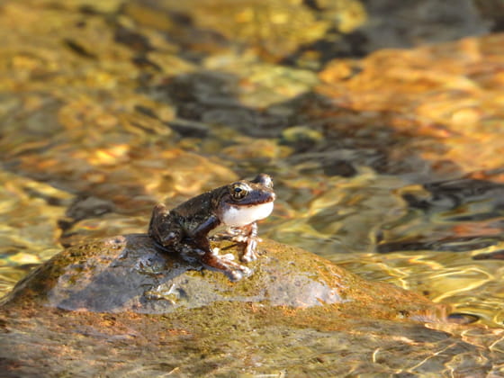カジカガエルの実写画像