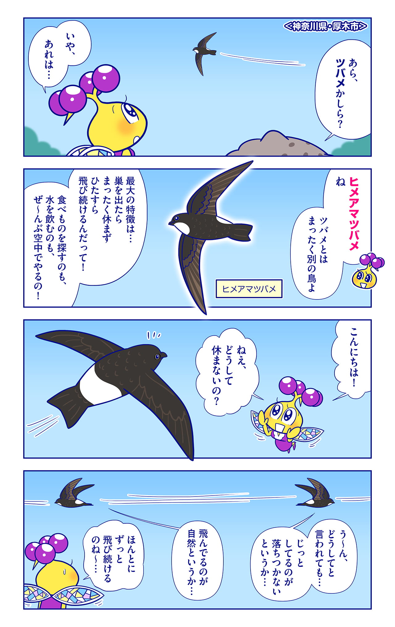 ヒメアマツバメについての漫画1枚目