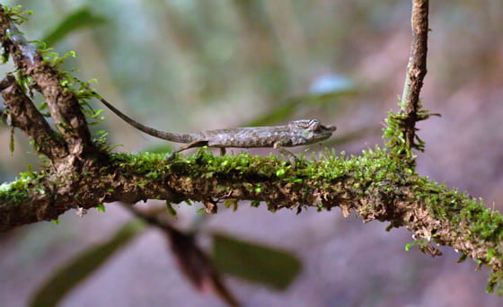 ラボードカメレオンの実写画像