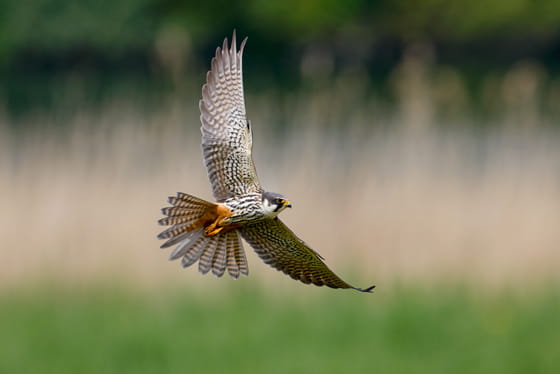チゴハヤブサの実写画像