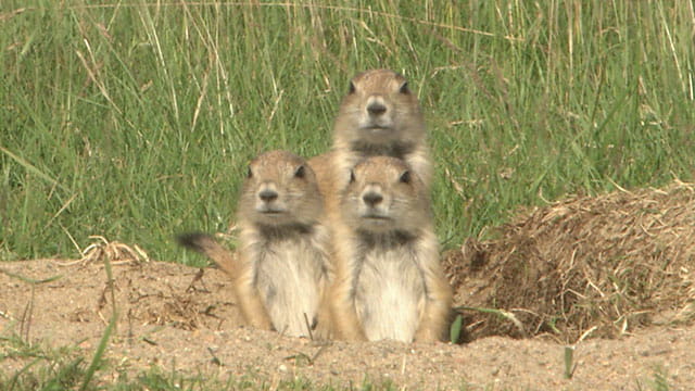 動画サムネイル