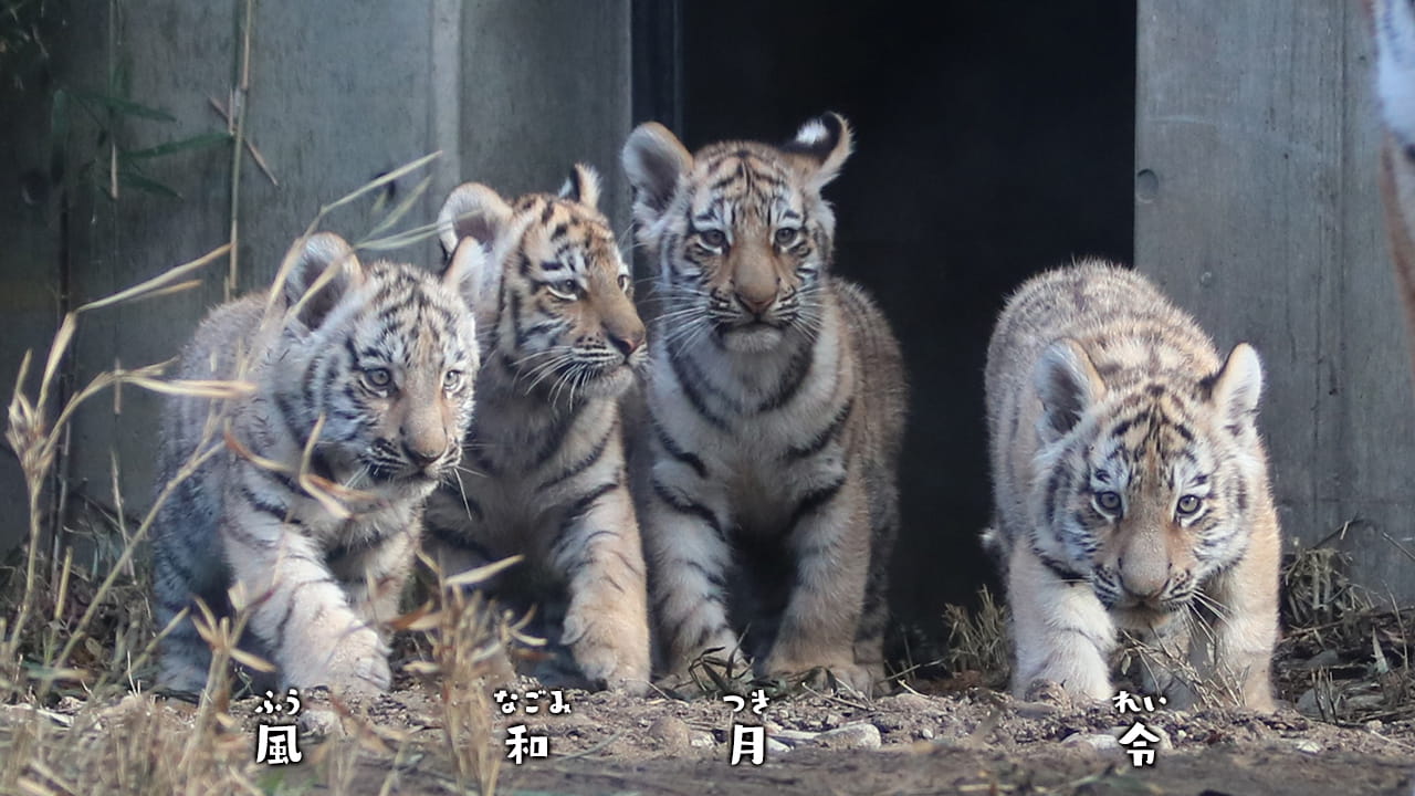 アムールトラ 令 風 和 メンバーどうぶつ紹介 みんなのダーウィン どうぶつえん すいぞくかん