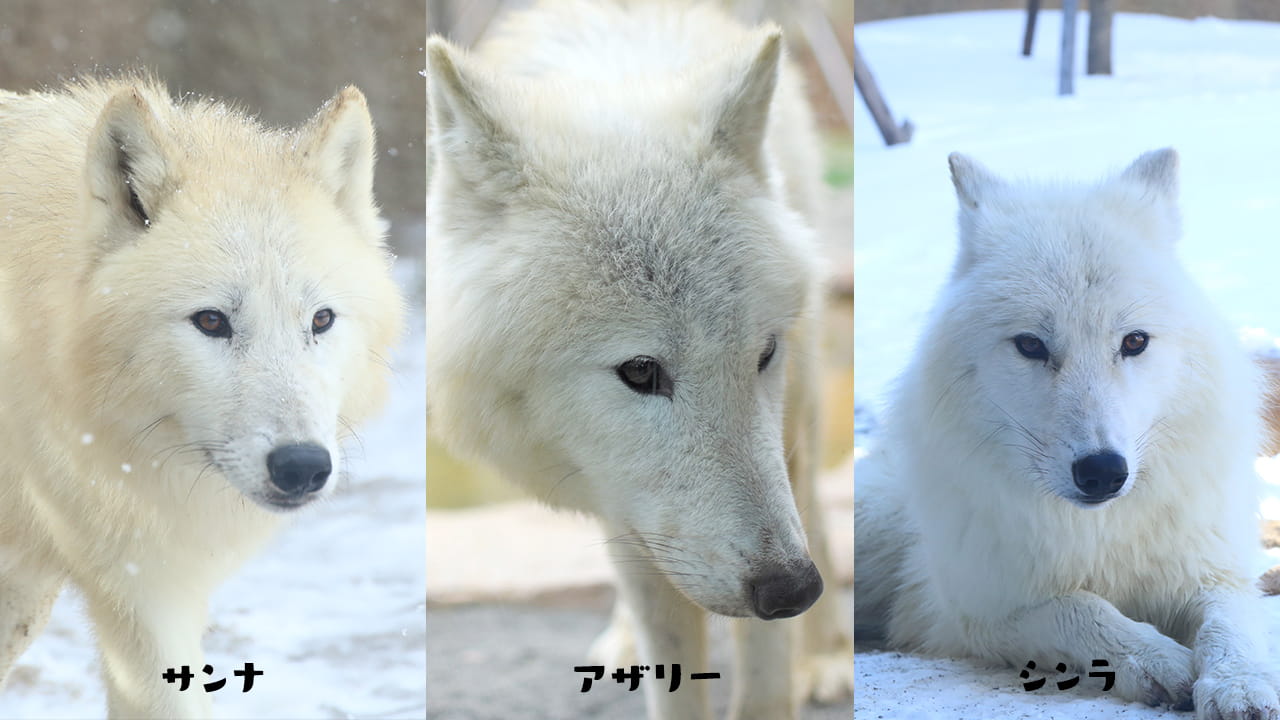 メンバーの画像