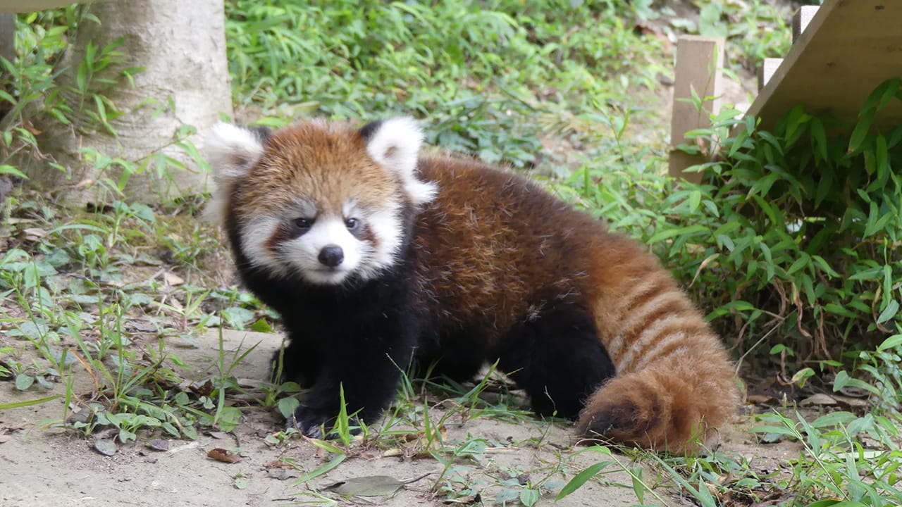 レッサーパンダ ピースケ メンバーどうぶつ紹介 みんなのダーウィン どうぶつえん すいぞくかん