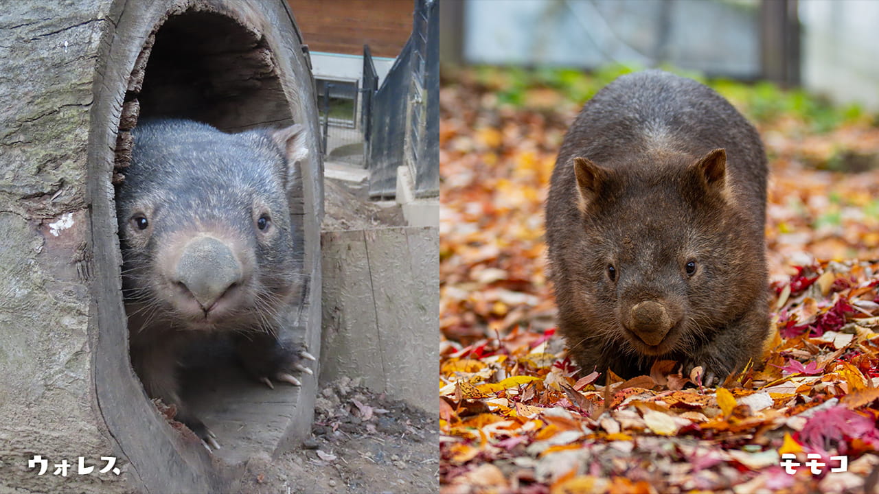 ウォンバット　茶臼山動物園