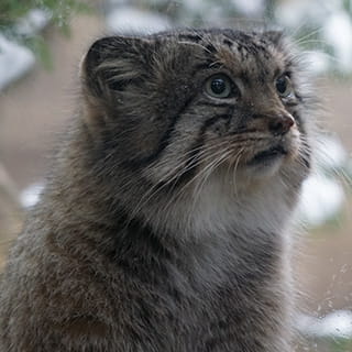 ボル、ポリーの画像
