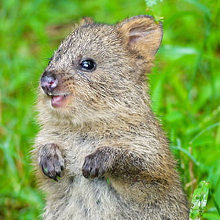 世界一幸せな動物 クオッカの笑顔のひみつ ダーウィンが来た みんなのどうぶつえんすいぞくかん 世界一幸せな動物 クオッカの笑顔のひみつ ダーウィンが来た みんなのどうぶつえんすいぞくかん