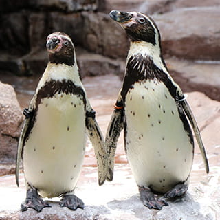 フンボルトペンギンの赤ちゃん ドキドキ初外出＆初泳ぎ | みんなの