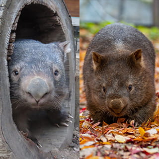 ウォンバット まさかの行動 みんなのダーウィン どうぶつえん すいぞくかん