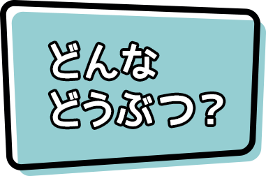 どんなどうぶつ？