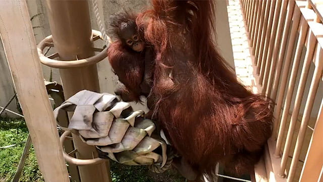 動画サムネイル