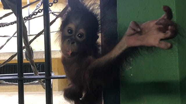 動画サムネイル