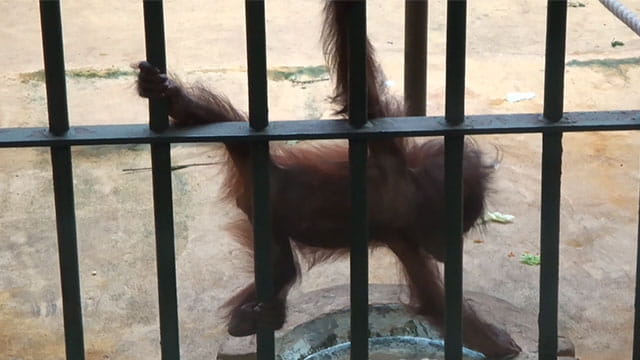動画サムネイル