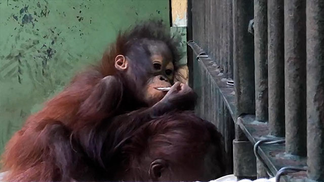 動画サムネイル