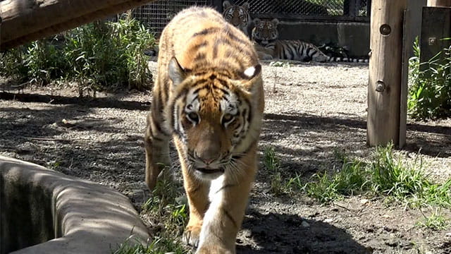 アムールトラの母と娘 毛繕い中にハプニングが みんなのダーウィン どうぶつえん すいぞくかん