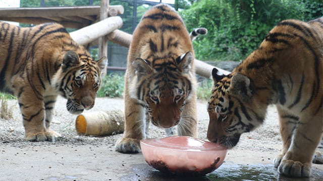 子トラの兄弟 はじめての肉氷で一触即発 みんなのダーウィン どうぶつえん すいぞくかん