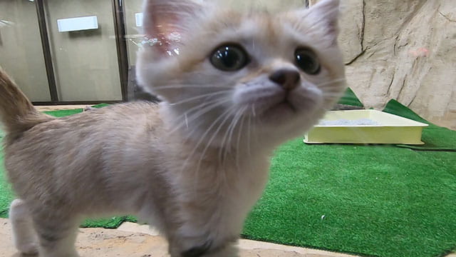 動画サムネイル