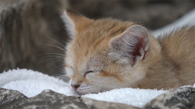 動画サムネイル