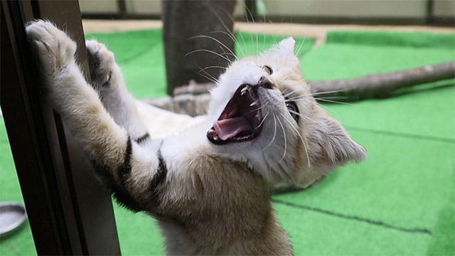 動画サムネイル