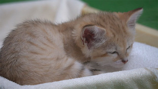 動画サムネイル