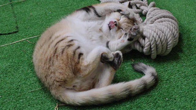 動画サムネイル