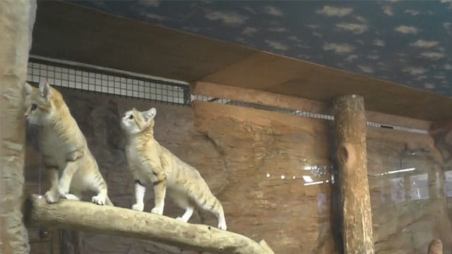 動画サムネイル