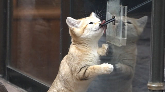 動画サムネイル