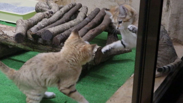 動画サムネイル