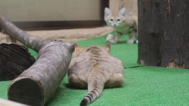 動画サムネイル