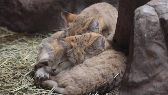 動画サムネイル