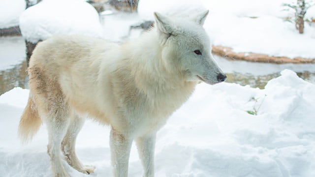 ホッキョクオオカミ モフ毛ビフォーアフター！ | みんなのダーウィン