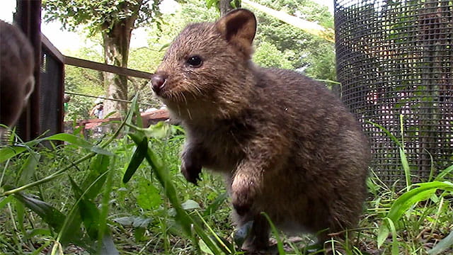 クオッカ ダイ、ビビ、リコ、チャメ、パイン、ピオニ | メンバー 