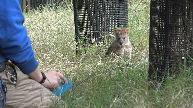 世界一幸せな動物！？クオッカの笑顔のひみつ | みんなの