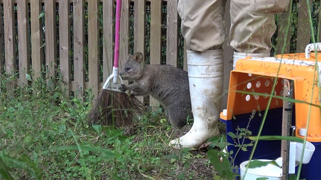 クオッカ ダイ、ビビ、リコ、チャメ、パイン、ピオニ | メンバー 