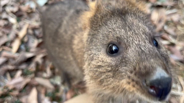 笑う動物たち 世界一幸せな動物！？クオッカの笑顔のひみつ | みんなの