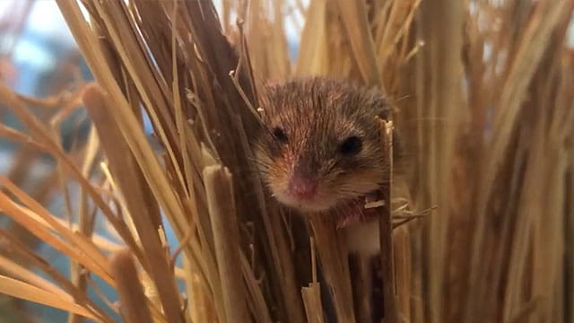 カヤネズミの見方が180°変わる！？ | みんなのダーウィン！どうぶつ