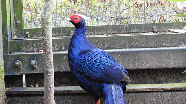 絶滅危惧種コサンケイ 内臓の仕組みがすごすぎる！ みんなのダーウィン！どうぶつえん すいぞくかん
