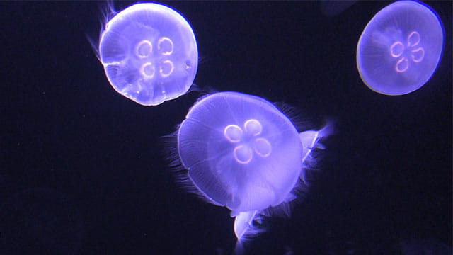 クラゲ 300円カプセル】超可動式セレスティアルジェリーフィッシュ クラゲ【1