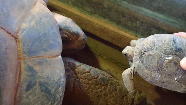 動画サムネイル